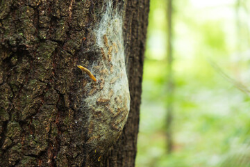 Eine Schnecke wandert über ein Nest von Eichenprozessionsspinnern in einem Park in Düsseldorf