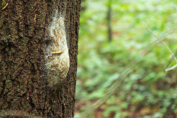Eine Schnecke wandert über ein Nest von Eichenprozessionsspinnern in einem Park in Düsseldorf
