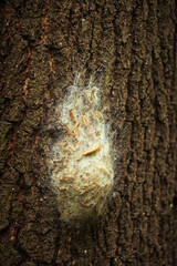 Eine Schnecke wandert &uuml;ber ein Nest von Eichenprozessionsspinnern in einem Park in D&uuml;sseldorf