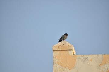 Rock Pigeon standing on the wall.Rock dove.