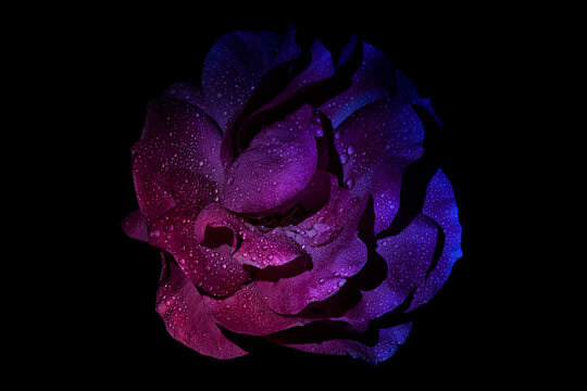 Duo tone and neon light rose flower on a black background. Close Up. UV, fluorescent