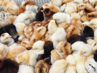 many small funny chicks
