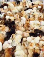 small cute chickens close up