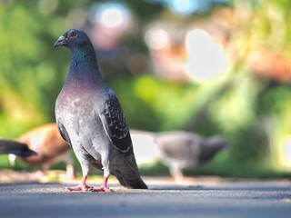 Pigeons 