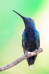 Black-throated mango, a little hummingbird from the rain forest