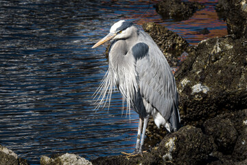 great blue heron
