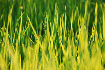Obraz premium Grass green colors in sun light
