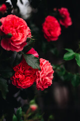 Garden red roses bloomed in the garden on a summer morning. The smell of flowers. Summer. Greens. Beauty.