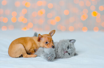 The little red-haired puppy laid his head on a gray kitten lying next to him on a blanket at home amid the lights