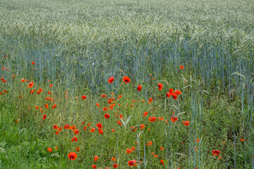 Fototapeta premium Klatschmohn (Papaver rhoeas) mit Regentropfen, Getreidefeld
