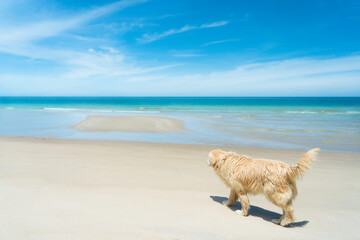 Golden retriever dog walking on white sand beach with turquoisee colour sea backgound