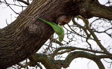 A Ring parakeets feeding in a tree. London UK