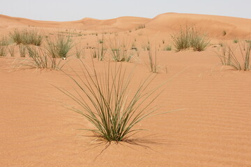 Hot and arid desert sand dunes terrain in Sharjah emirate in the United Arab Emirates. The oil-rich UAE receives less than 4 inches of rainfall a year and relies on water from desalination plants.