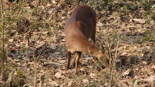 Deer fawn in Kaziranga National Park, Assam state, India