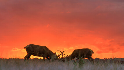Fototapeta na wymiar deers in the field at sunrise
