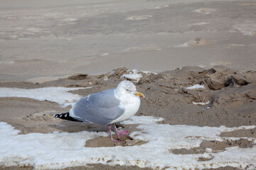 Silbermöwe (Larus argentatus)