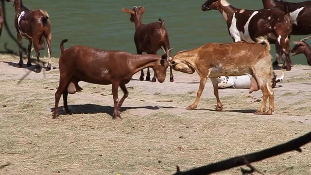 Fighting goats at Wadi Dharbat near Salalah, Oman