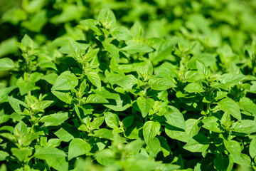 Many fresh vivid green leaves of Origanum vulgare, commonly known as Oregano, wild or sweet marjoram, in a herbs garden in a sunny summer day, beautiful outdoor floral background.