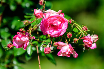 Large green bush with fresh vivid pink roses, smaller blooms and green leaves in a garden in a sunny summer day, beautiful outdoor floral background photographed with soft focus.