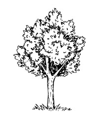 Hand-drawn vector illustration with black outline in engraving style. Nature, landscape. Deciduous tree isolated on a white background. The element of the forest.