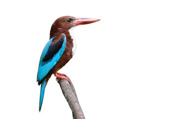 White-throated kingfisher beautiful  brown with blue wings large beaks and big eyes perching on twig isolated on white background