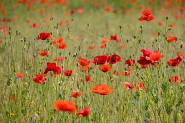 Fototapeta premium Klatschmohnfeld (Papaver rhoeas)