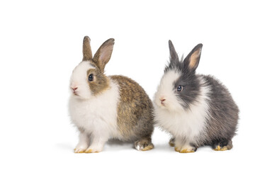 Obraz premium Brown and black two rabbits animal small bunnies easter is sitting and funny happy animal have white isolated background with clipping path