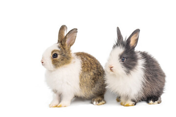 Brown and black two rabbits animal small bunnies easter is sitting and funny happy animal have white isolated background with clipping path