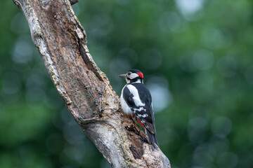 Great spotted woodpecker (Dendrocopos major) on a dead tree on a sunny day
