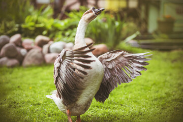 A beautiful gray goose spreads its wide wings and tries to take off, standing on a green meadow on a farm. Poultry.