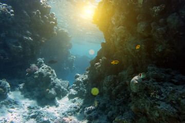 Fototapeta premium Coral and fish in the Red Sea.Egypt