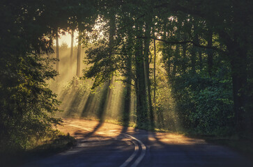 Obraz premium Wschód słońca w lesie