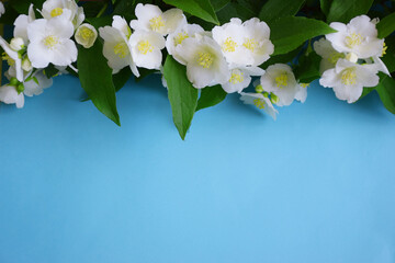Naklejka na ściany i meble Fragrant jasmine flowers on a blue background