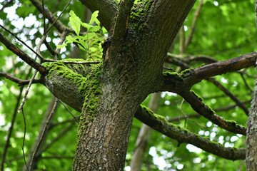Fototapeta na wymiar unusual tree with unusual branches