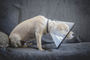 Chory pies w kołnierzu