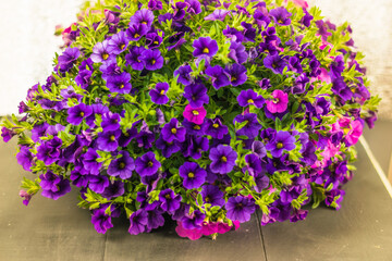 Calibrachoa is representative of the Solanaceae family, along with its closest relative of the Petunia. However, until 1990, the plant was considered one of the varieties of petunias. A basket of cali