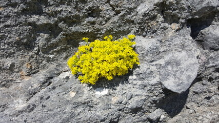 Yellow flowers grow through cracks in the rock.