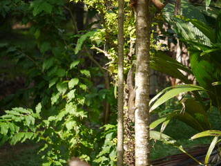 Sri Lanka