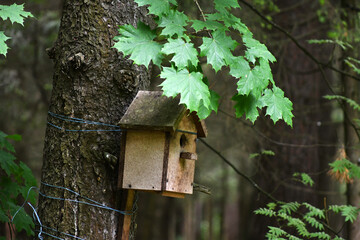 house for birds and squirrels on a tree in the park