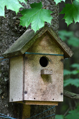 house for birds and squirrels on a tree in the park