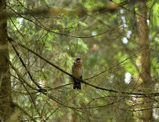 gray thrush sitting on a tree branch in the forest