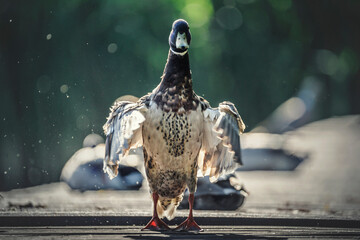 Kaczor macha skrzydłami © wrzesientomek