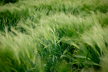 The ears of barley under the weight of grain are knocked out of the total mass