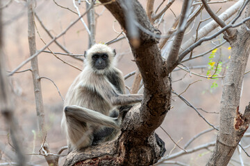 C-0071 monkey-5
  Photographed in northern India in April 2019.
