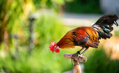 Full body of adult rooster or chicken on the farm.