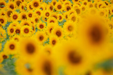 Sunflowers in Japan Country Side