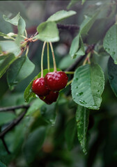  Ripe red cherries in the summer garden after rain