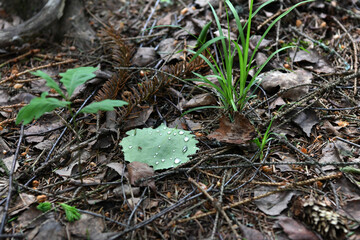 Fototapeta premium forest landscape with grass leaves and trees