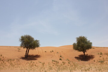 Fototapeta na wymiar Drought-resistant evergreen 'Ghaf' trees (Prosopis cineraria) in desert sand dunes in Sharjah, United Arab Emirates. These are the only trees that can survive the harsh arid desert conditions. 