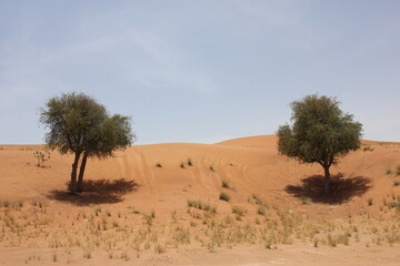 Drought-resistant evergreen 'Ghaf' trees (Prosopis cineraria) in desert sand dunes in Sharjah, United Arab Emirates. These are the only trees that can survive the harsh arid desert conditions. 